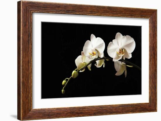 Orchid on Black-Karyn Millet-Framed Photographic Print