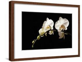 Orchid on Black-Karyn Millet-Framed Photographic Print