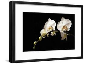 Orchid on Black-Karyn Millet-Framed Photographic Print