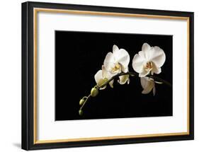Orchid on Black-Karyn Millet-Framed Photographic Print