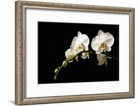 Orchid on Black-Karyn Millet-Framed Photographic Print