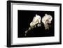 Orchid on Black-Karyn Millet-Framed Photographic Print