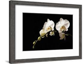 Orchid on Black-Karyn Millet-Framed Photographic Print