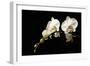 Orchid on Black-Karyn Millet-Framed Photographic Print
