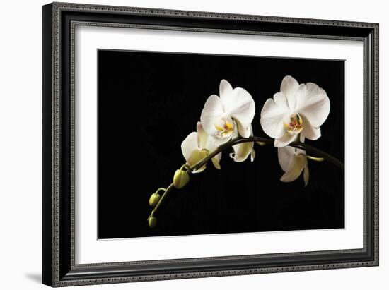 Orchid on Black-Karyn Millet-Framed Photographic Print