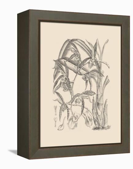 Orchid on Khaki I-Samuel Curtis-Framed Stretched Canvas