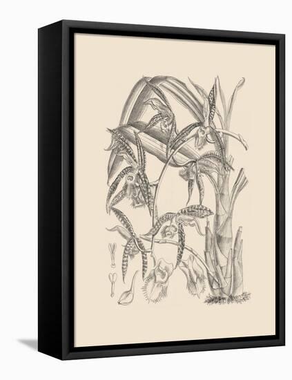 Orchid on Khaki I-Samuel Curtis-Framed Stretched Canvas