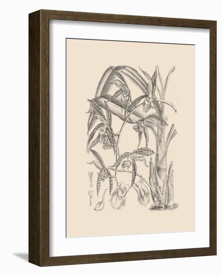 Orchid on Khaki I-Samuel Curtis-Framed Art Print