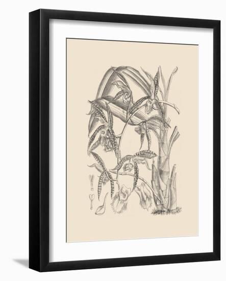 Orchid on Khaki I-Samuel Curtis-Framed Art Print