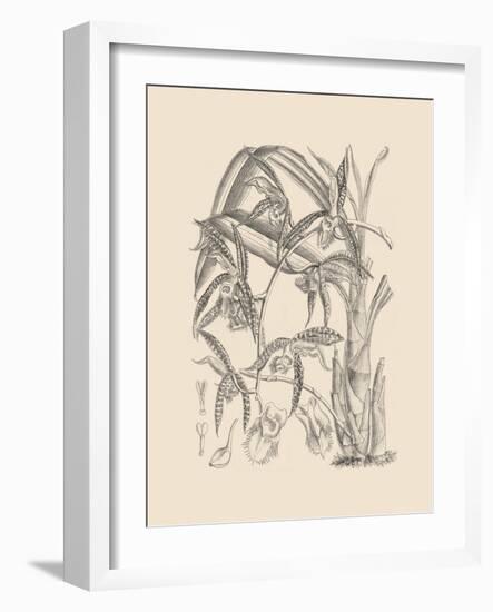 Orchid on Khaki I-Samuel Curtis-Framed Art Print