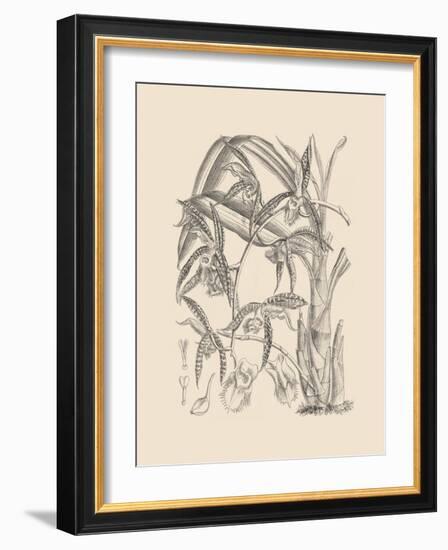 Orchid on Khaki I-Samuel Curtis-Framed Art Print