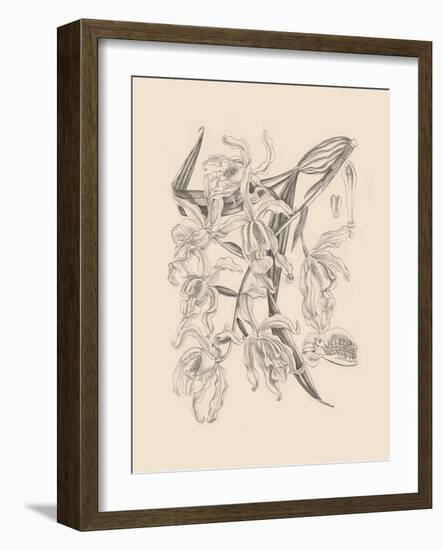 Orchid on Khaki II-Samuel Curtis-Framed Art Print