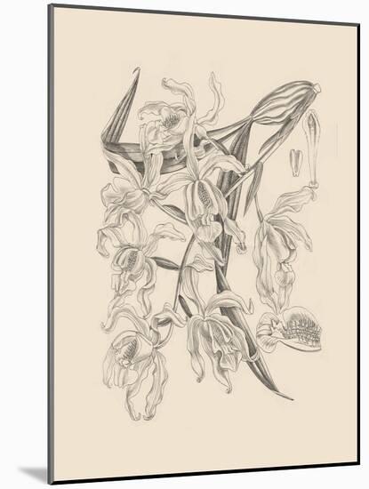 Orchid on Khaki II-Samuel Curtis-Mounted Art Print