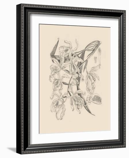 Orchid on Khaki II-Samuel Curtis-Framed Art Print