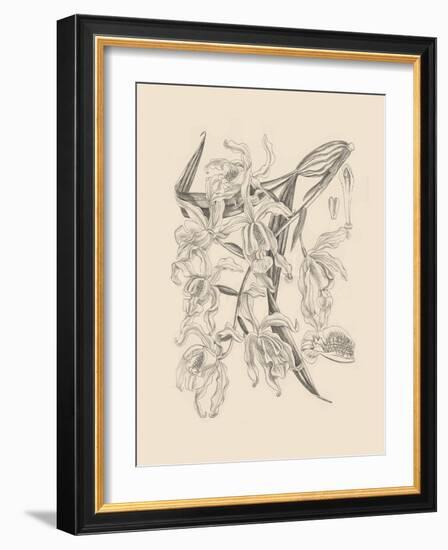 Orchid on Khaki II-Samuel Curtis-Framed Art Print