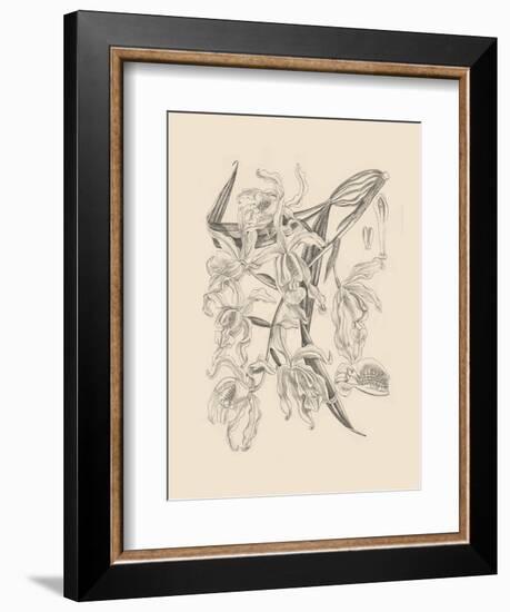 Orchid on Khaki II-Samuel Curtis-Framed Art Print