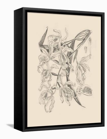 Orchid on Khaki II-Samuel Curtis-Framed Stretched Canvas