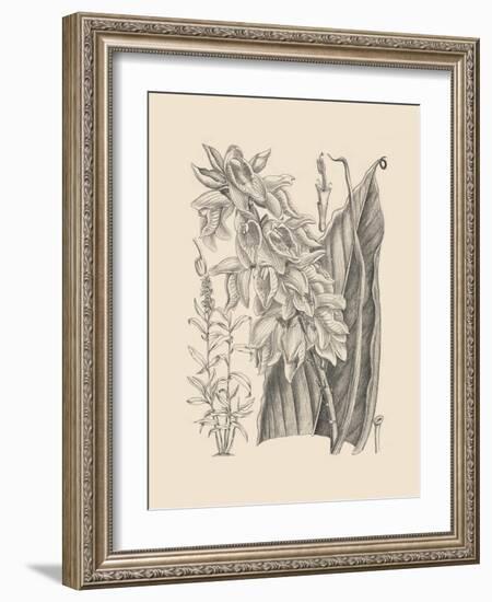 Orchid on Khaki III-Samuel Curtis-Framed Art Print