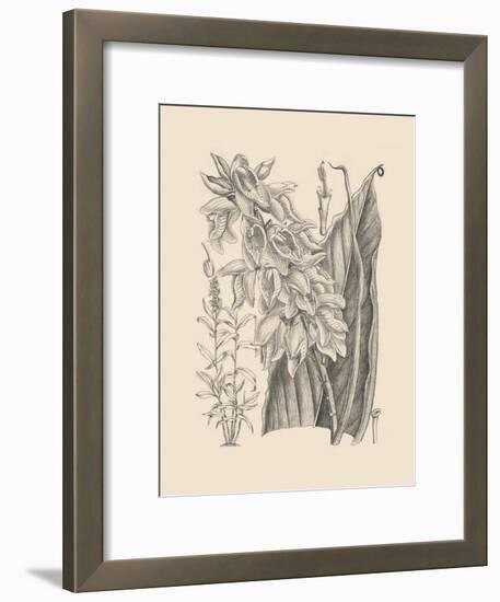 Orchid on Khaki III-Samuel Curtis-Framed Art Print