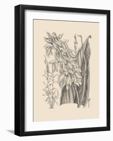 Orchid on Khaki III-Samuel Curtis-Framed Art Print