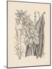 Orchid on Khaki III-Samuel Curtis-Mounted Art Print