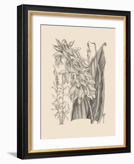 Orchid on Khaki III-Samuel Curtis-Framed Art Print