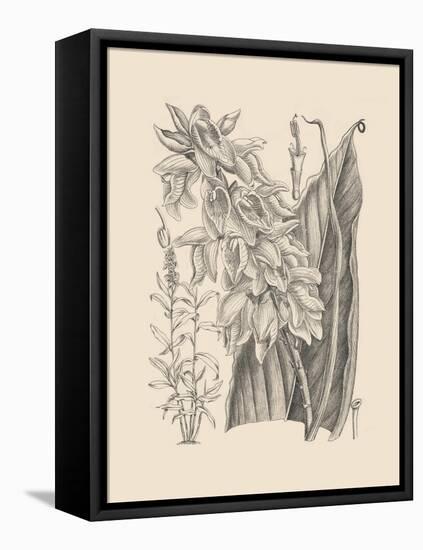 Orchid on Khaki III-Samuel Curtis-Framed Stretched Canvas