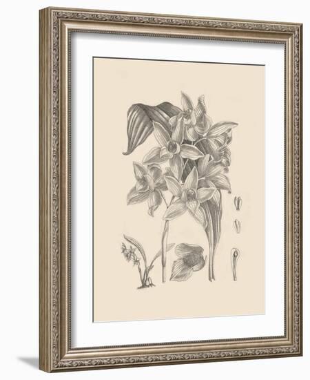 Orchid on Khaki IV-Samuel Curtis-Framed Art Print