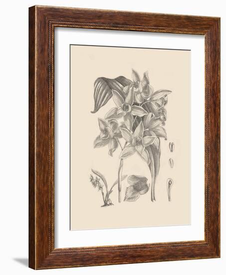 Orchid on Khaki IV-Samuel Curtis-Framed Art Print