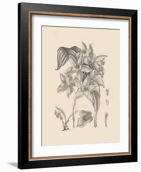 Orchid on Khaki IV-Samuel Curtis-Framed Art Print