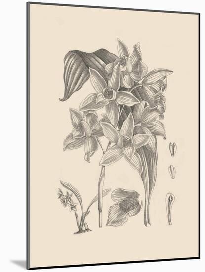 Orchid on Khaki IV-Samuel Curtis-Mounted Art Print