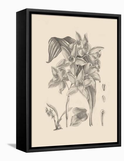 Orchid on Khaki IV-Samuel Curtis-Framed Stretched Canvas