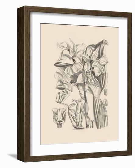 Orchid on Khaki V-Samuel Curtis-Framed Art Print