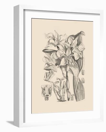 Orchid on Khaki V-Samuel Curtis-Framed Art Print