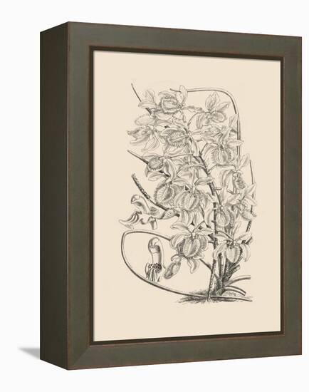 Orchid on Khaki VI-Samuel Curtis-Framed Stretched Canvas