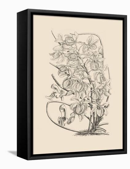 Orchid on Khaki VI-Samuel Curtis-Framed Stretched Canvas