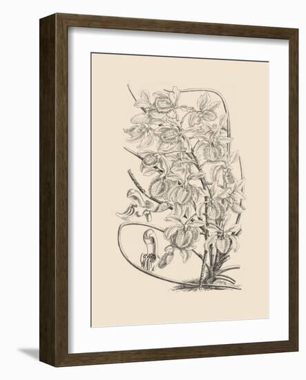Orchid on Khaki VI-Samuel Curtis-Framed Art Print