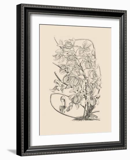 Orchid on Khaki VI-Samuel Curtis-Framed Art Print