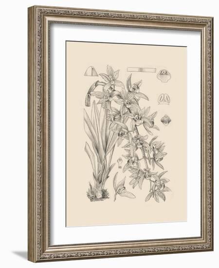 Orchid on Khaki VII-Samuel Curtis-Framed Art Print