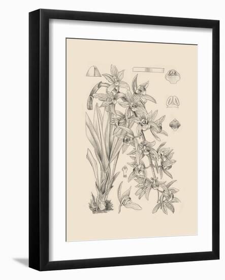 Orchid on Khaki VII-Samuel Curtis-Framed Art Print