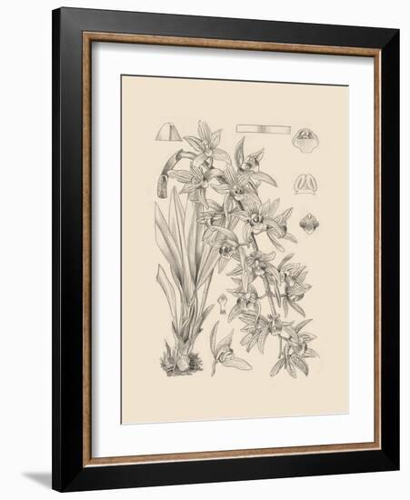 Orchid on Khaki VII-Samuel Curtis-Framed Art Print