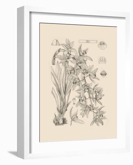 Orchid on Khaki VII-Samuel Curtis-Framed Art Print