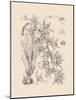 Orchid on Khaki VII-Samuel Curtis-Mounted Art Print