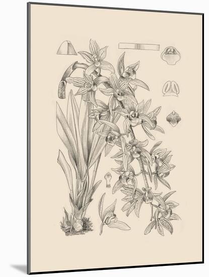 Orchid on Khaki VII-Samuel Curtis-Mounted Art Print