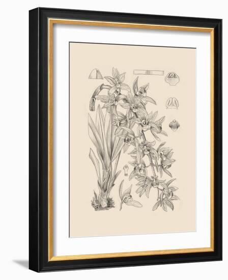 Orchid on Khaki VII-Samuel Curtis-Framed Art Print