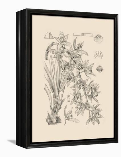 Orchid on Khaki VII-Samuel Curtis-Framed Stretched Canvas