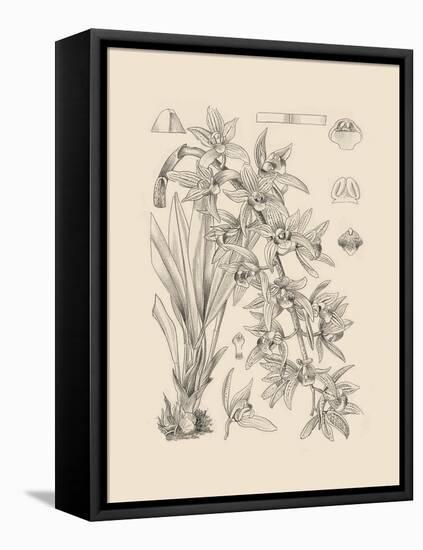 Orchid on Khaki VII-Samuel Curtis-Framed Stretched Canvas