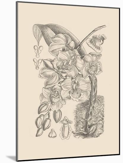 Orchid on Khaki VIII-Samuel Curtis-Mounted Art Print