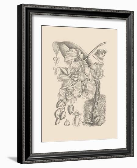 Orchid on Khaki VIII-Samuel Curtis-Framed Art Print