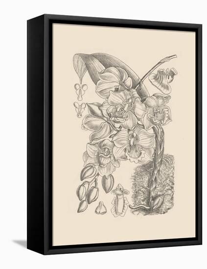 Orchid on Khaki VIII-Samuel Curtis-Framed Stretched Canvas